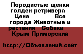 Породистые щенки голден ретривера › Цена ­ 25 000 - Все города Животные и растения » Собаки   . Крым,Приморский